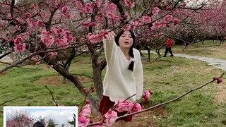 Plum blossom photography tips, plum blossom photography poses, plum blossom photography angles #梅花摄影