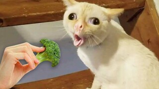 Dogs And Cats Reaction To Food 2 - Totally Random Funny Animal Videos 2021 | Pet Squad