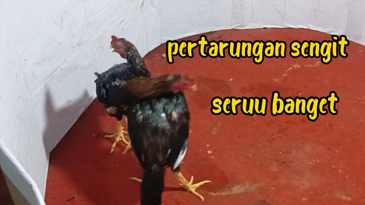 Abar ayam muda