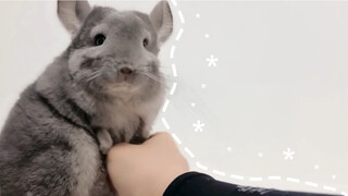 [Animals]Have fun with my cute Chinchilla