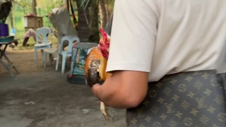 Testing ang manok ni tatay