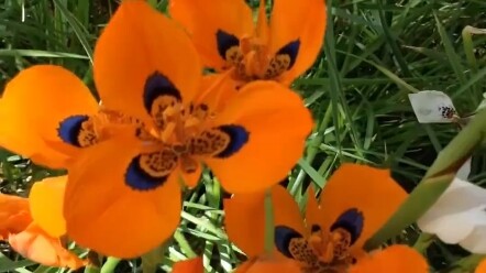 لماذا تنمو نباتات الحزام الأخضر بحالة ممتازة بينما النباتات المنزلية شبه ميتة؟