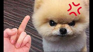 Cute and Funny Dog Video 😺😍 | Funny Animals #4