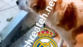 皇家马德里 阿森纳 进球 real madrid arsenal goals