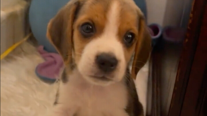 หมาบีเกิลกับเด็กปีศาจลงมาเกิด