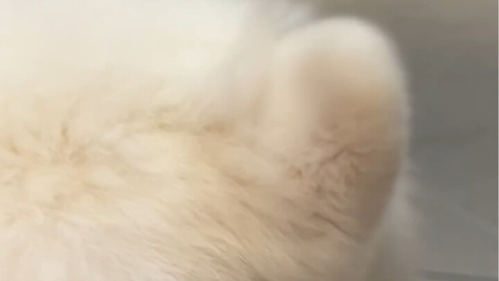 Trải nghiệm nhập vai đôi tai duang duang