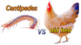 Giant Centipede VS Hen | Who Is Better | 4K HD