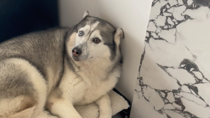 Doggy: I’m cooking right now.