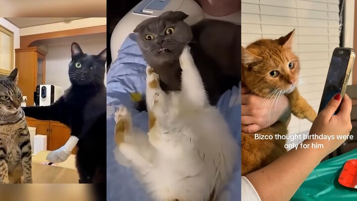 Cat: No grudge, just can't stand the way he looks.