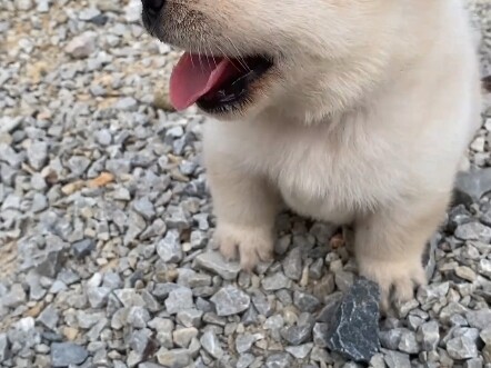 ลูกสุนัขตัวน้อยฮึ่มๆ หอมกลิ่นลูกสุนัขเต็มไปหมด!