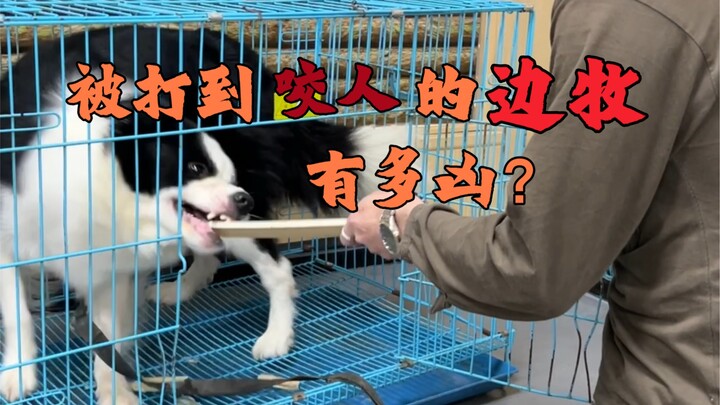 被打到咬人的边牧纠正第一集