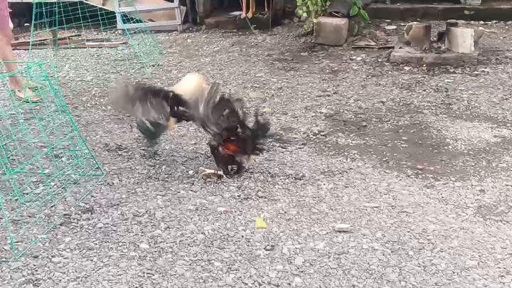 subukan natin idabak sa exam... ( talisay at tuffy muff.