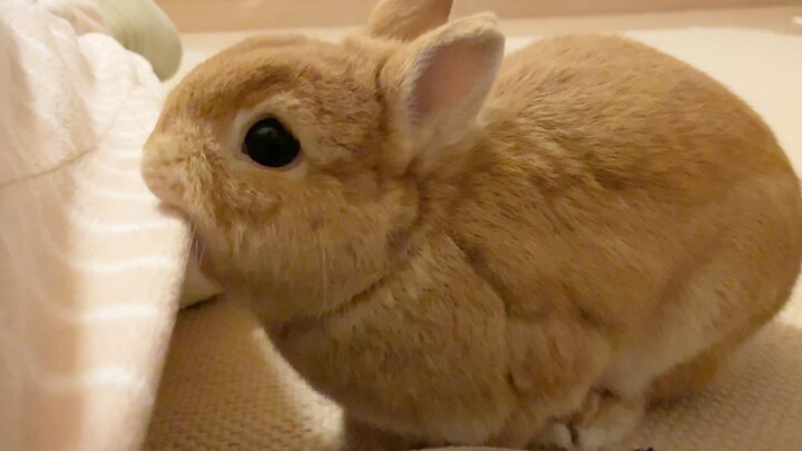 A polite little rabbit stapler!