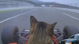 [Động vật]Đưa mèo đi đua xe