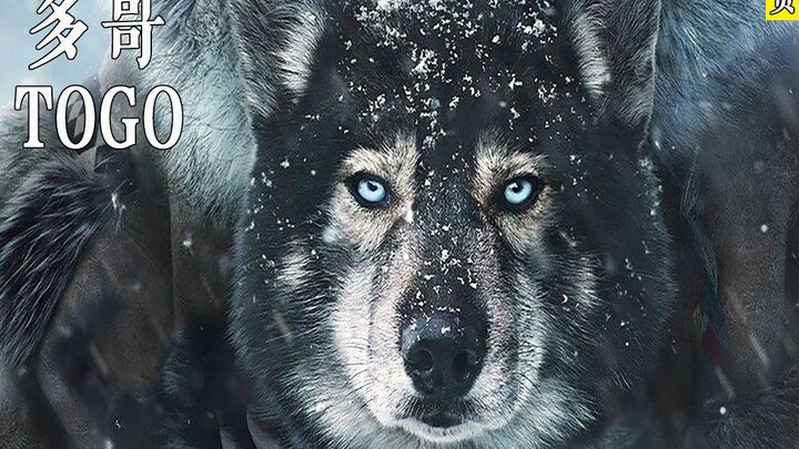 Based on a true story from 1925, deeply moving: the bravest husky in history, “Togo”!