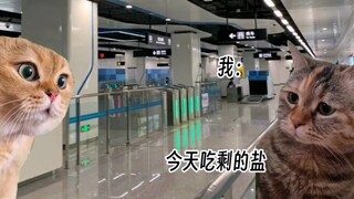 【Cat Meme】Brought a bag of salt onto the subway and was almost arrested as a drug dealer!