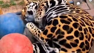 Because it is so cute and fat like a ball, Leopard is petted crazily