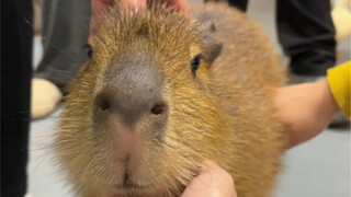 Sudah benar-benar ditaklukkan oleh kuda air!