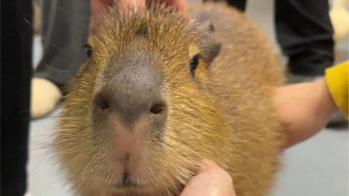 Đã hoàn toàn bị chuột lang nước chinh phục rồi!