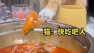 The Best Cat