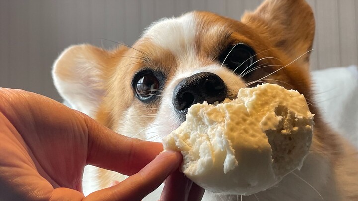 What on earth did this dog eat to get so fat?