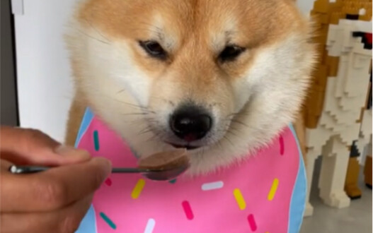 A polite little dog: never fights, never grabs, and doesn’t guard its food.