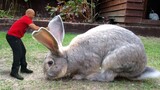 Kelinci terbesar di dunia, panjang hingga 1 m, berat 22,5 kg.