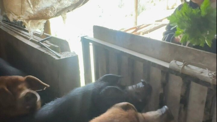 عادت ابنتي، وقد زرعت شتلات الأرز اليوم.