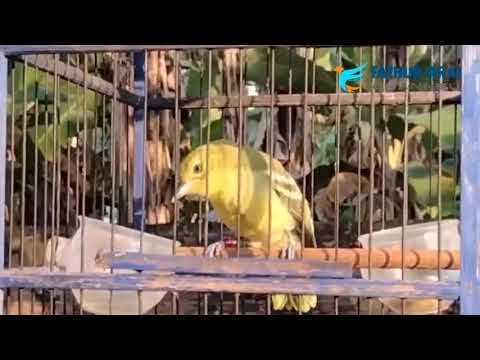 Suara Ribut Ngriwik Ngekrek Burung Cipow, Cipoh & Sirtu Ampuh Untuk Pikat Serta Terapi!.. Dijamin!..