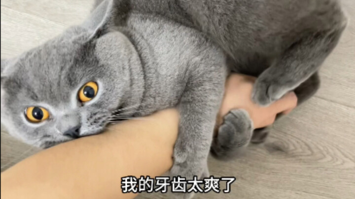 Is this a signature move passed down through all Blue Cats?