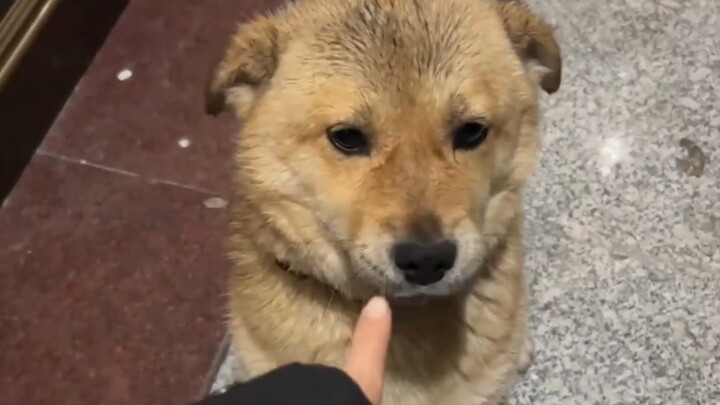 Grandpa's puppy is very well behaved and you can tell at a glance that he won't bite.