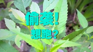 Đây đúng là dùng pháo phòng không bắn muỗi mà!