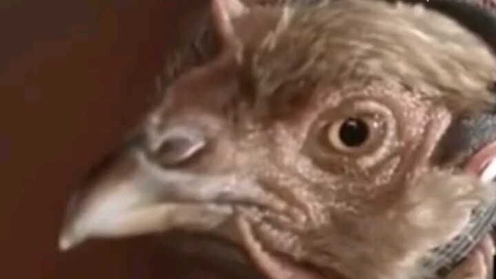 “ไก่ถ่ายวิดีโอกันสั่น” ตัวจริง! ไม่ว่าจะเขย่าตัวแรงแค่ไหน หัวก็ยังนิ่งไม่ขยับ!