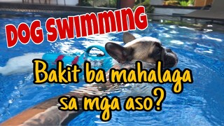 Dog swimming | Ano ba ang kahalagahan nito sa katawan ng ating mga aso?