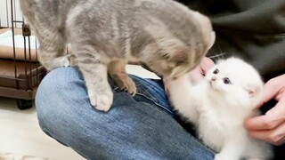 A cute kitten that appeals something out loud
