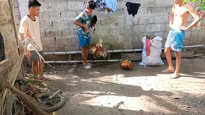 my 1st breed    #Gold