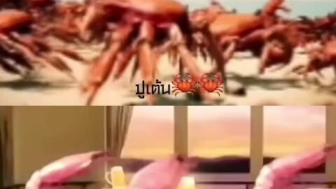 กุ้งเต้นกับปูเต้น