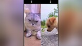 Pick a winner🤩 Don’t forget to follow the boss😎 viral foryou pets hamster dog cat kitten stickbug PetsOfTikTok funnyvideos