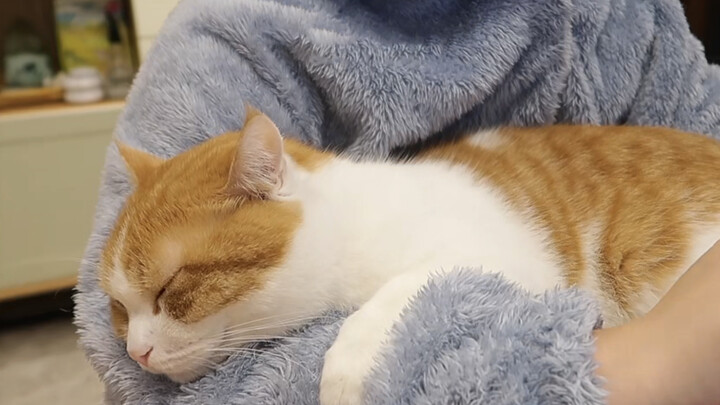 I have a sticky  pussy cat, it's really cute