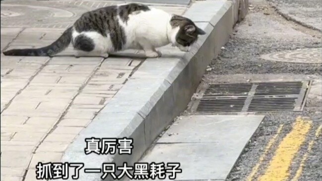 Haha, gelombang operasi ini membuatku tercengang