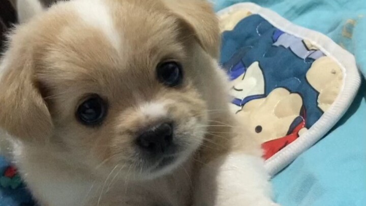 هذا الصغير اللطيف والمخيف بسحره الصغير يخيف الناس أيضًا!