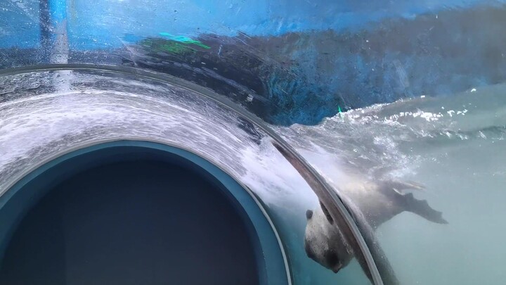 Tourists witnessed the aquarium’s water change, and a group of seals surprisingly formed a line at t