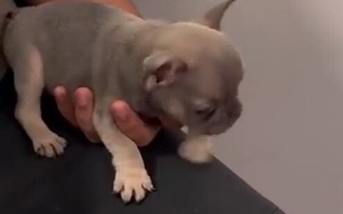 The little French bulldog isn’t fully grown yet, but he’s already learned to talk back to Mom and Da