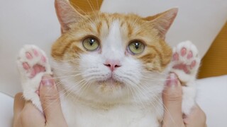 Identify a cat's personality from its paw pads! The accuracy rate is as high as 80%!