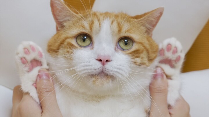 Kenali kepribadian kucing dari telapak kakinya! Tingkat akurasinya mencapai 80%!