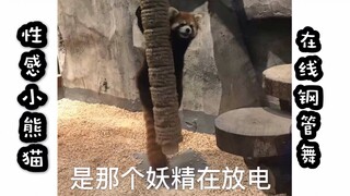 【小熊猫】性感小能在线跳钢管舞～结果跟自己的尾巴干上了