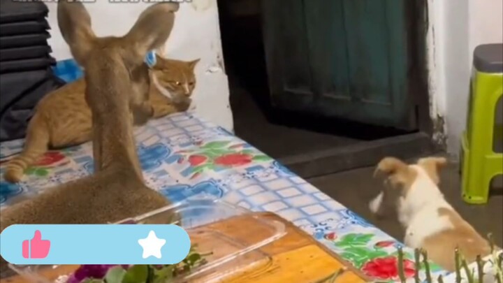 Why is this animal so emotionally stable again?