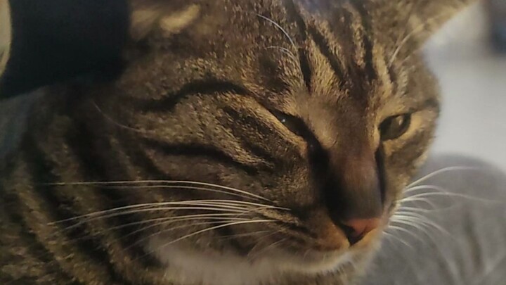 Mèo nói: “Tao không phải người, nhưng mày đúng là chó thật đấy!”