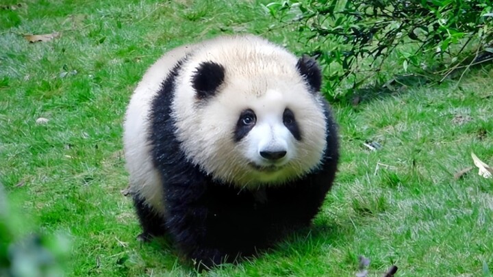 Hua Hua: Where's my Guoguo?