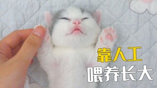 The mother cat rejects her kitten, leaving the little milk-fed kitten to be raised entirely by hand.